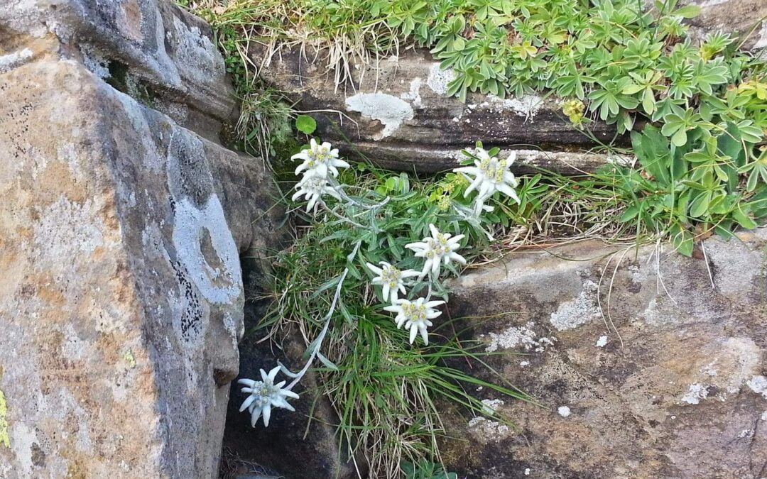 Elelweis en las rocas